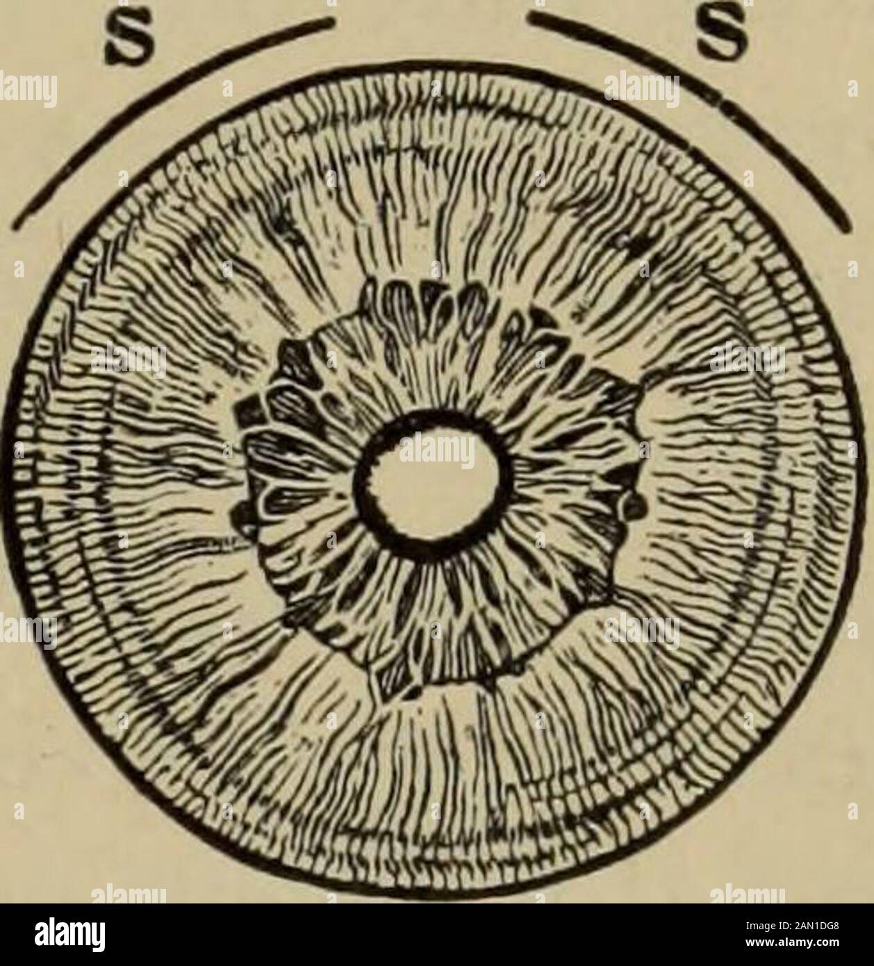 Text-book of ophthalmology . re try to produce a marked miosisby ...