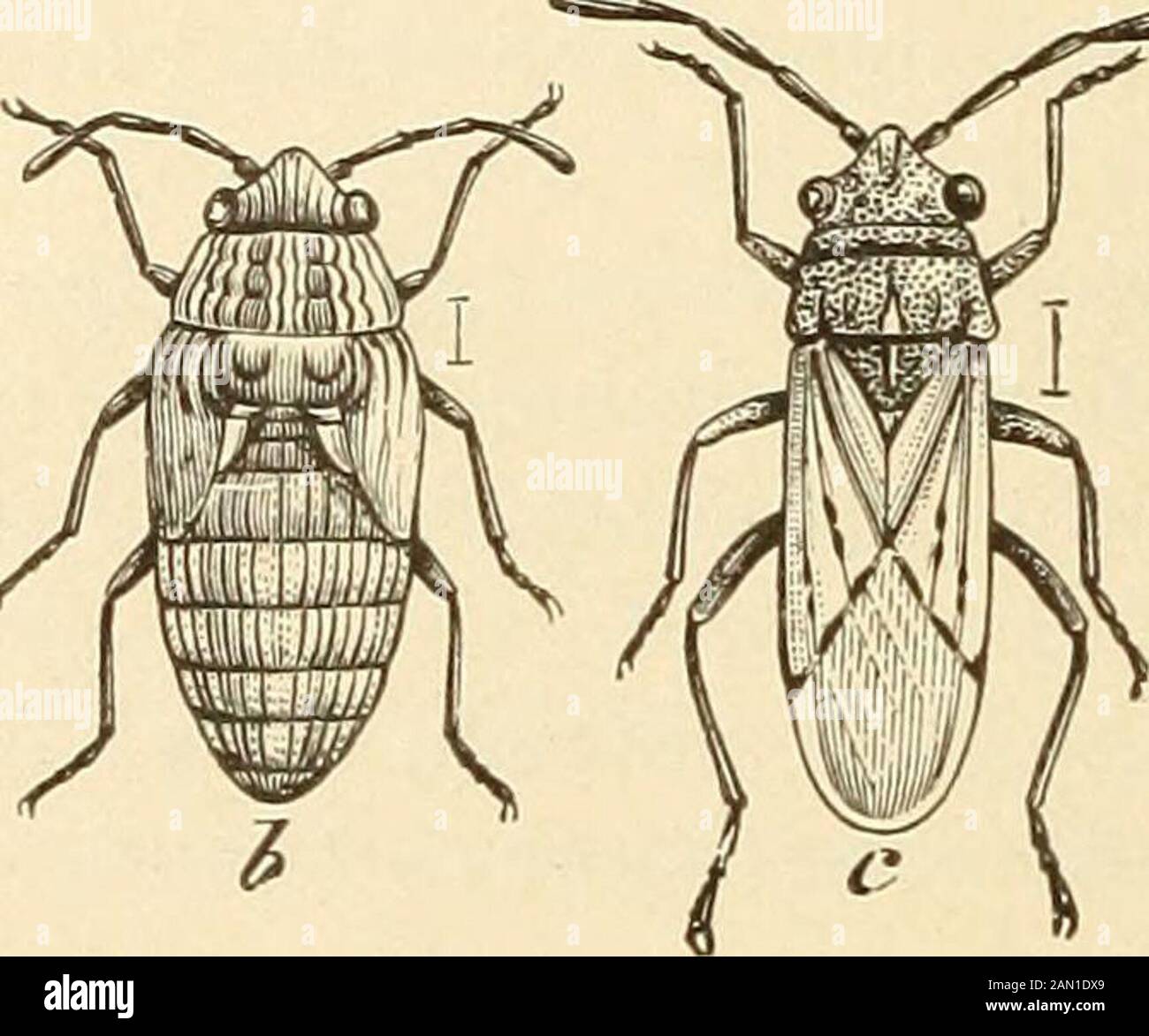 Report on miscellaneous cotton insects in Texas . h on the caudal portion, the change in color gradually extend-ing forward. At the same time the pruinosity is lost, and finally theadults become shining blackish. The color of the immature stages isexceedingly variable. THE FALSE CHINCH BUG.[Nysius angustatus Uhl. Fig. 15.) During the spring of ltK)4 the false chinch bug occurred in unusualnumbers over widely separated localities in Texas and Louisiana, dam-aging all sorts of crops, many of them not heretofore known to beinjured by it. and among them cotton. Attention was first called to its oc Stock Photo