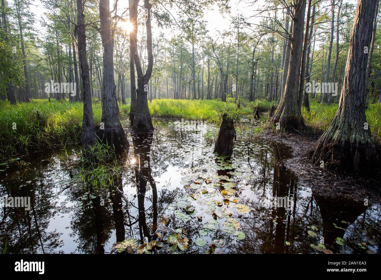 Wetlands in South Carolina Stock Photo Alamy