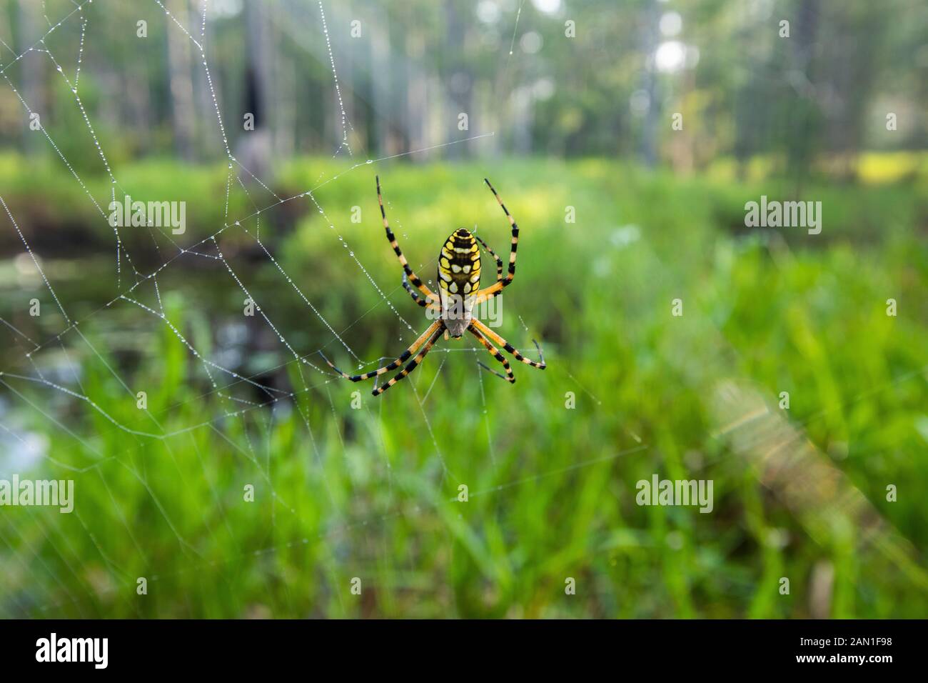 Spider on web in woods Stock Photo