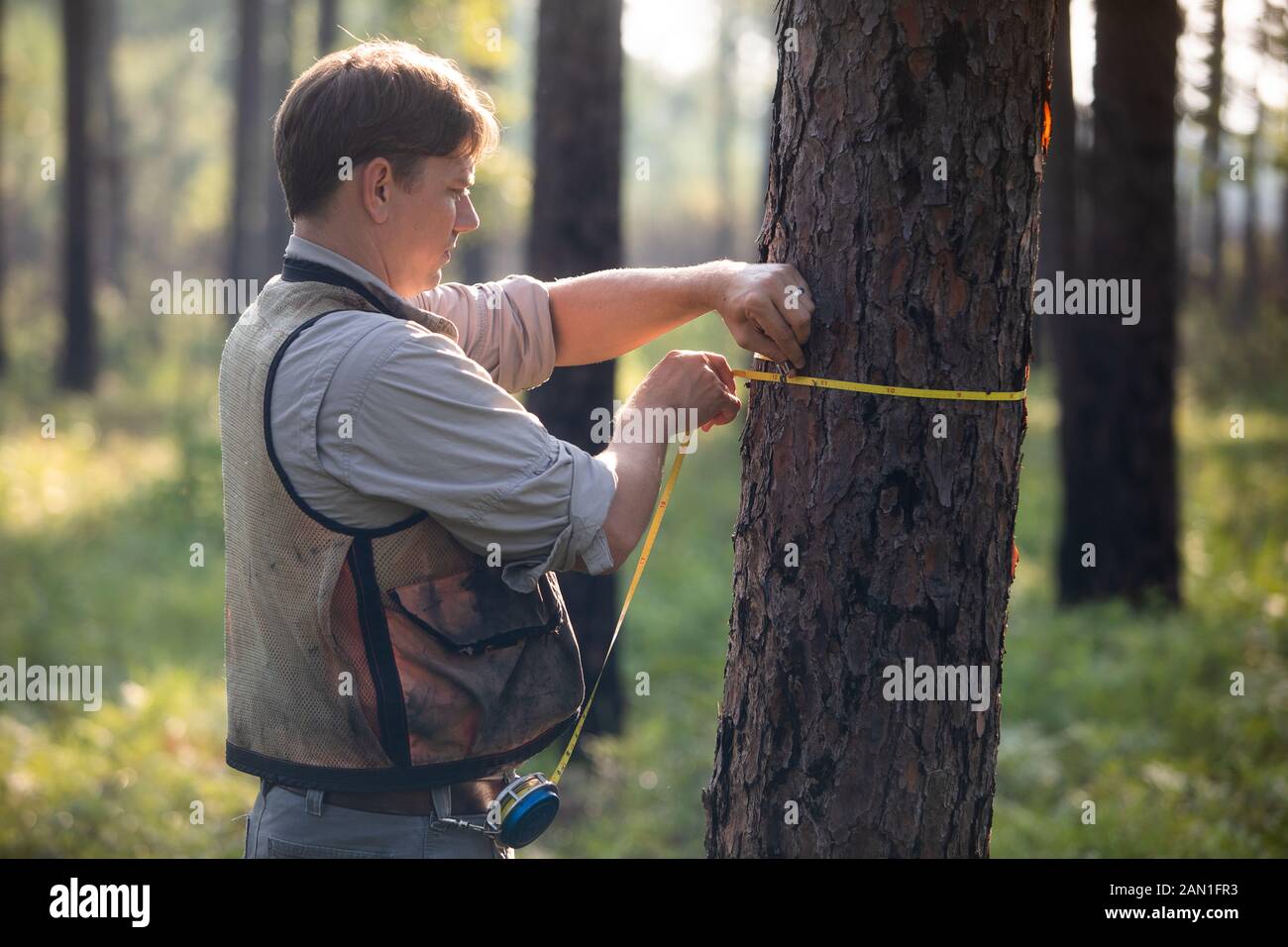 Measuring pine trees Stock Photo Alamy