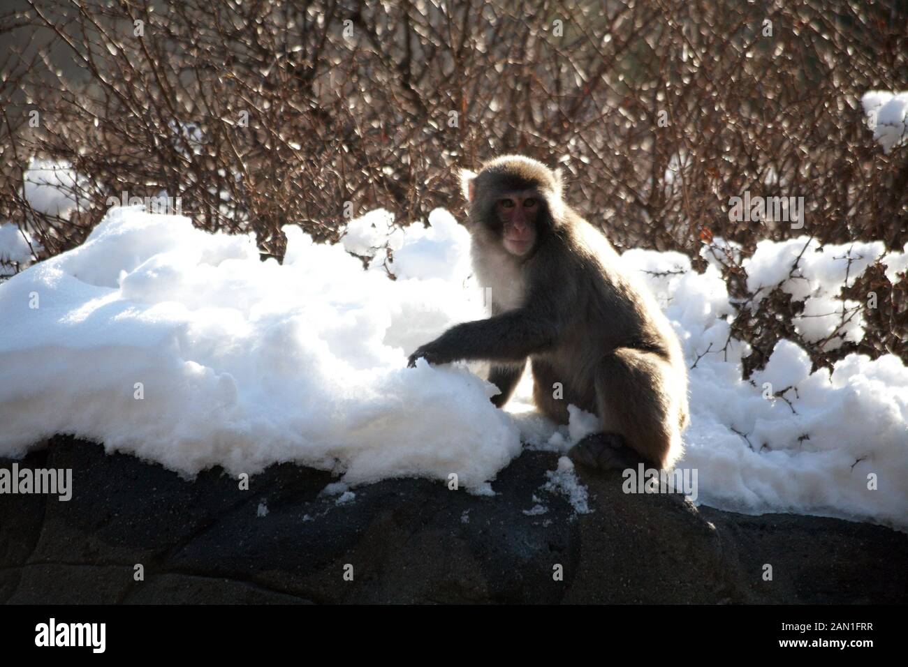 Japanese macaque in the snow Stock Photo