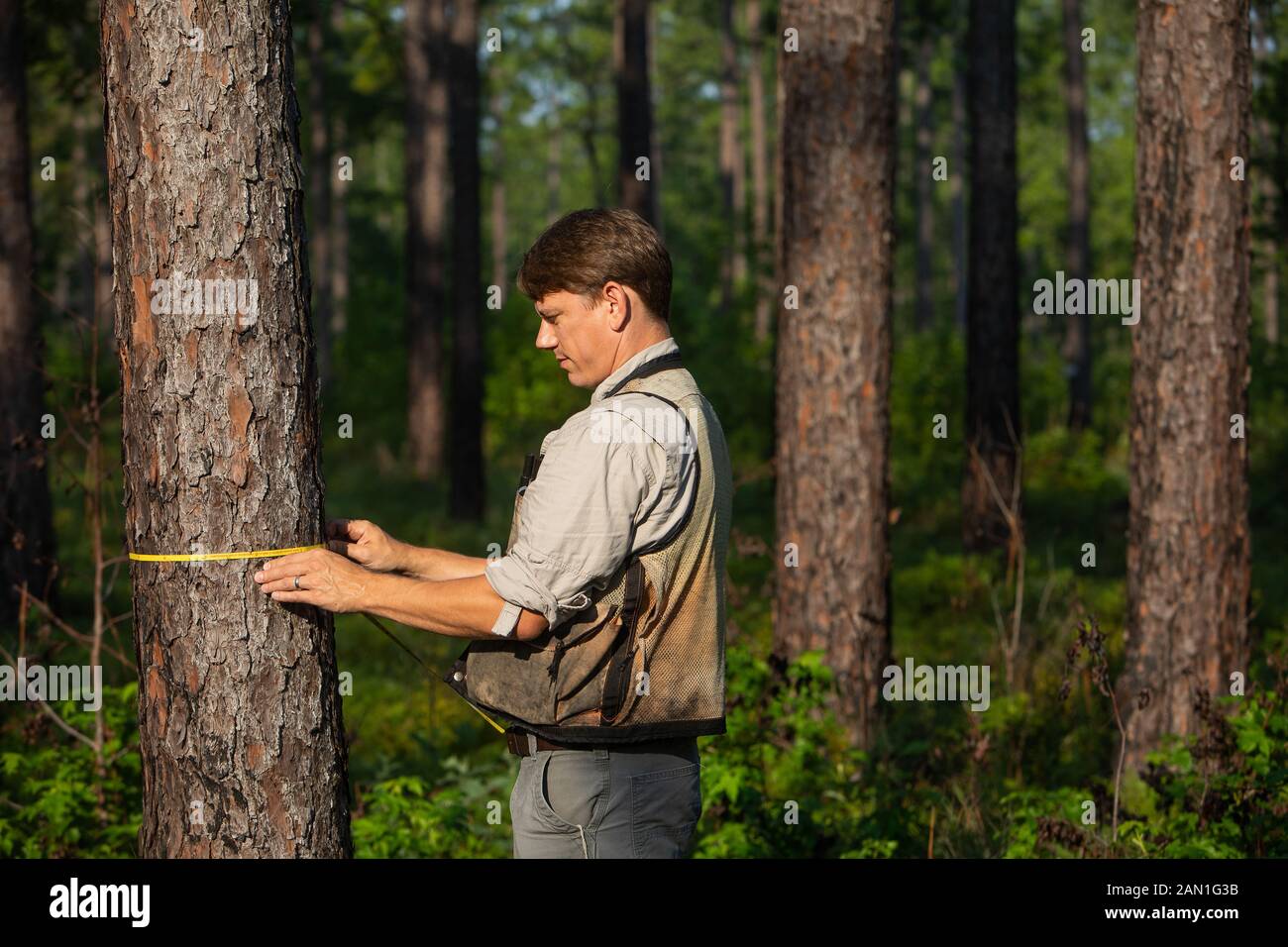 Measuring pine trees Stock Photo Alamy