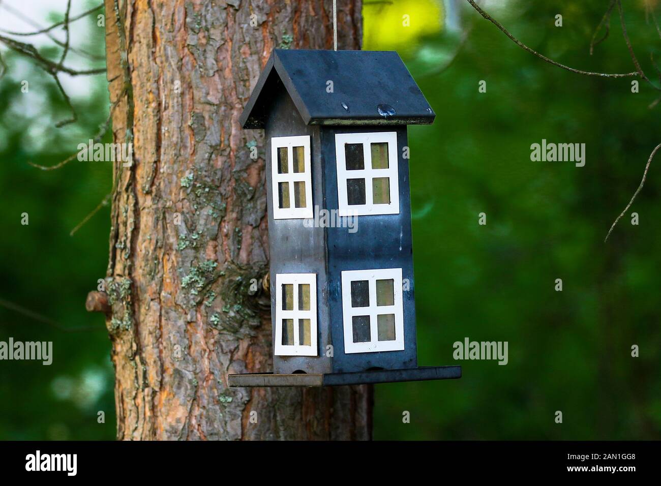 Self made birdhouse hanging from pine tree in Finnish summer evening Stock Photo