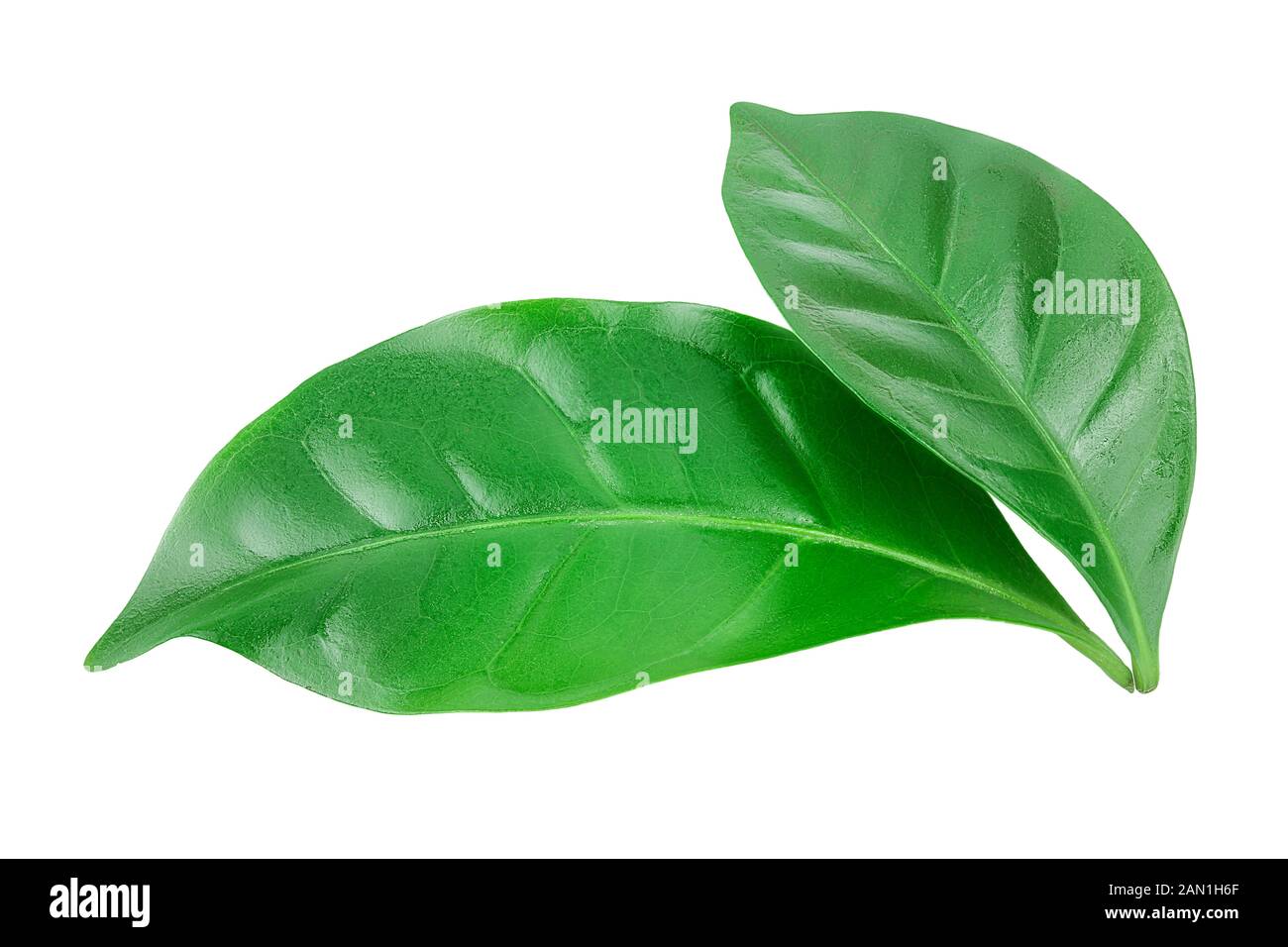 Green coffee leaves isolated on a white background. Stock Photo