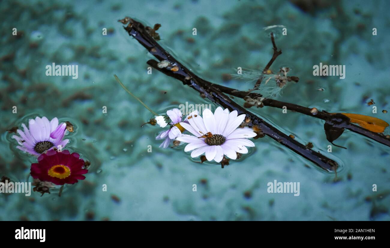 Still life, closeup: flowers and broken twigs floating on a sheet of crystal clear water Stock Photo