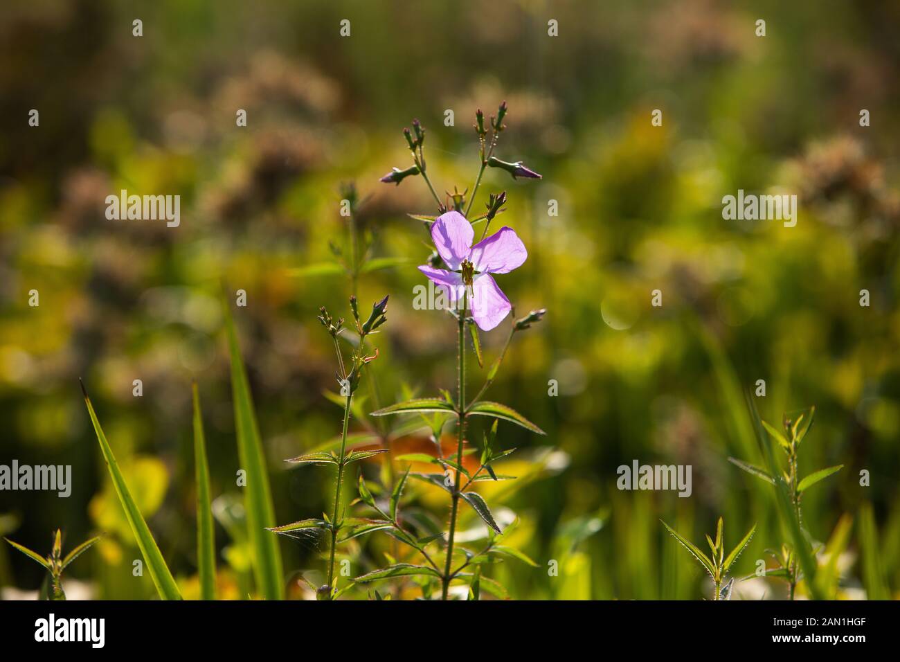 Butterfly and bee on flower Stock Photo