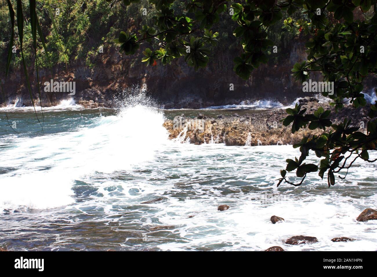 Waves crashing into a rocky outcropping framed by the leaves of an Acacia mangium tree in Onomea Bay, Papaikou, Hawaii, USA Stock Photo