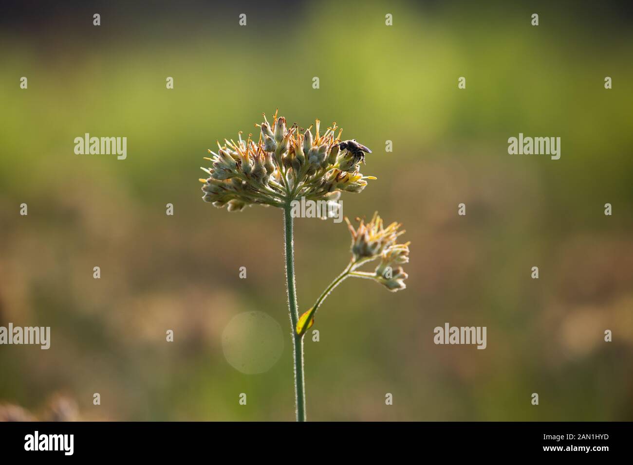 Butterfly and bee on flower Stock Photo