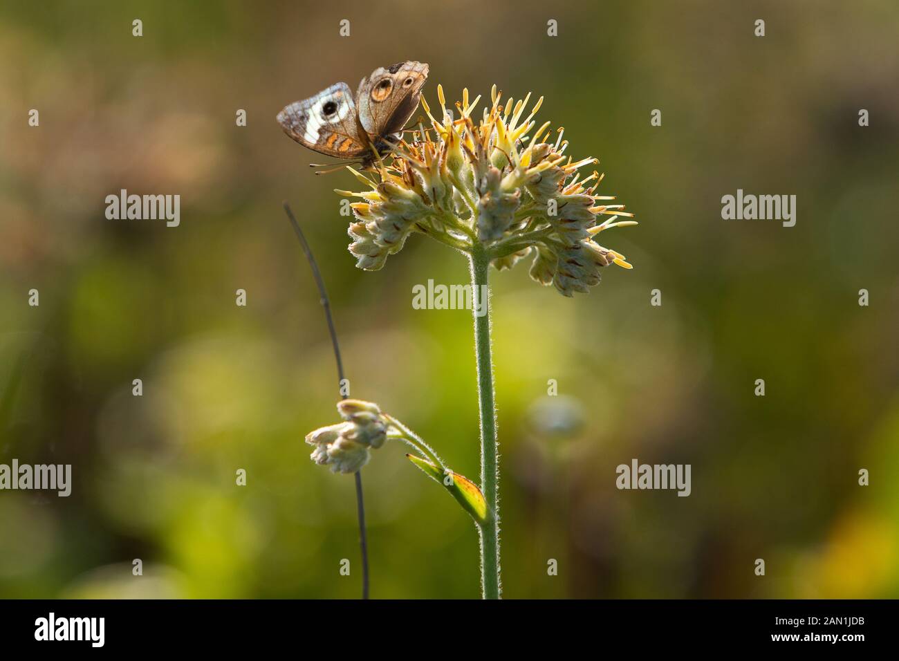 Butterfly and bee on flower Stock Photo