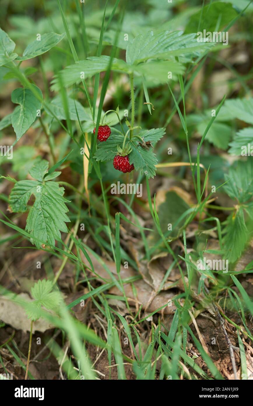 wild strawberry of Fragaria vesca Stock Photo