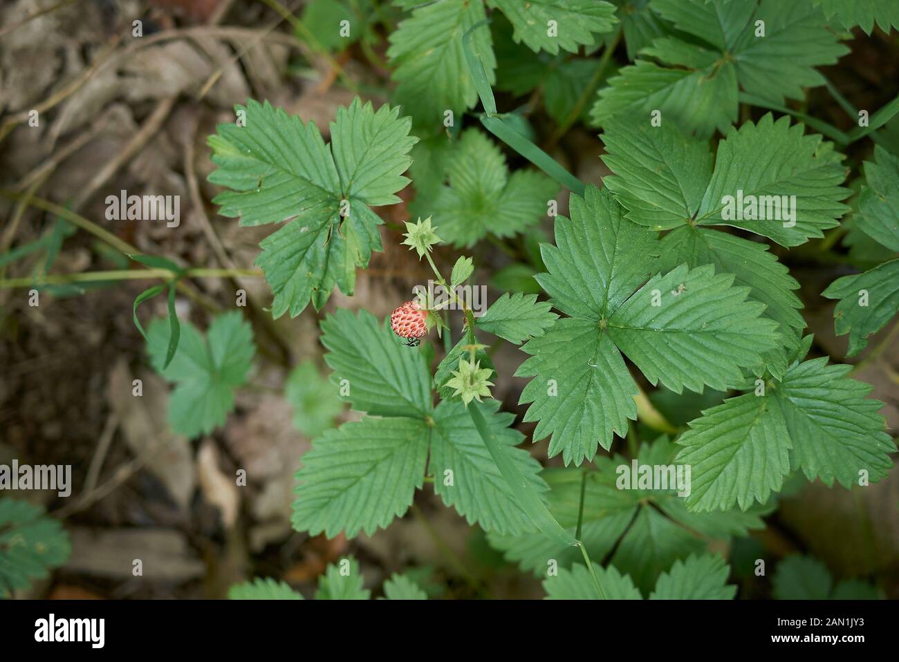 wild strawberry of Fragaria vesca Stock Photo - Alamy