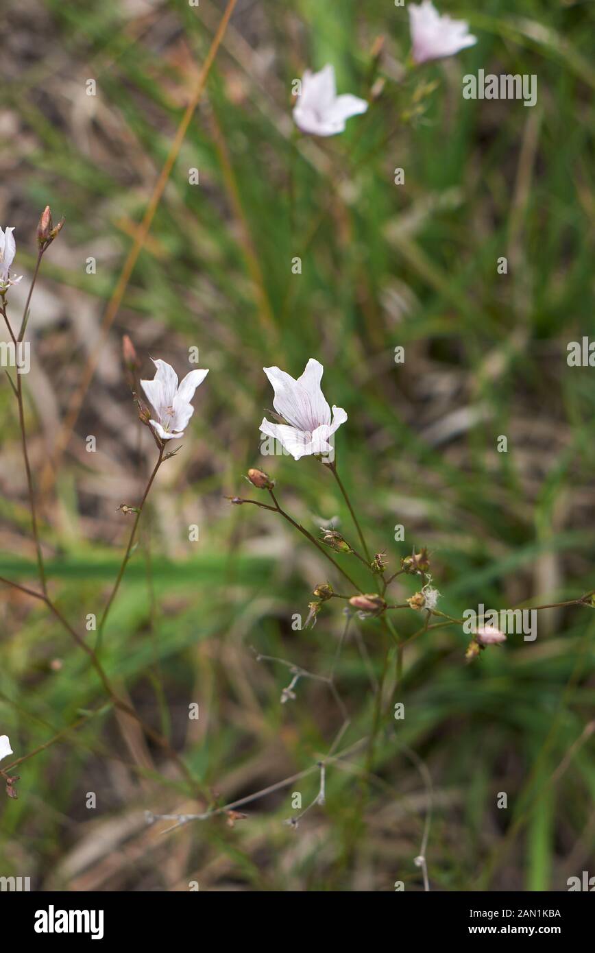 Linum tenuifolium in bloom Stock Photo