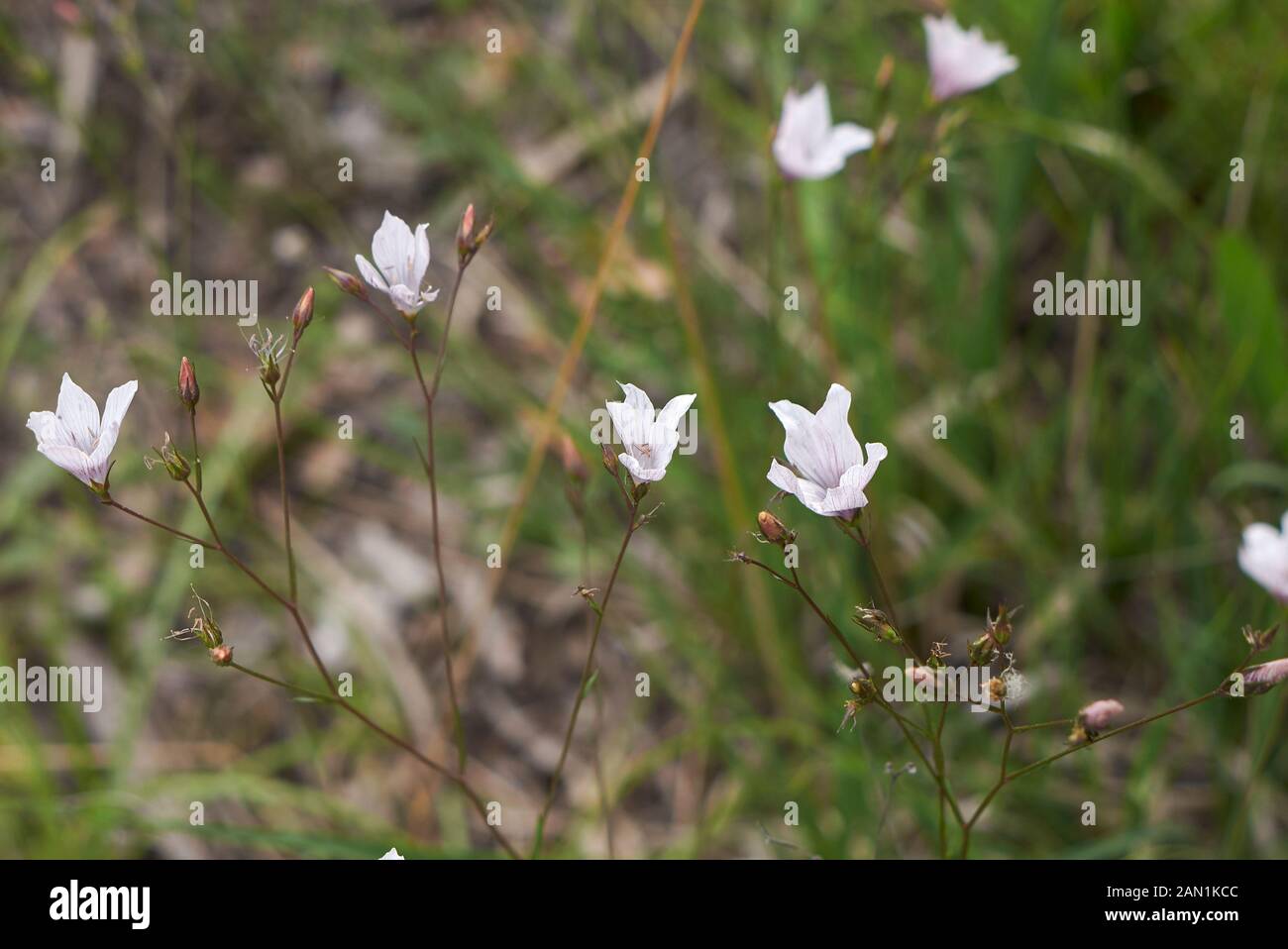 Linum tenuifolium in bloom Stock Photo