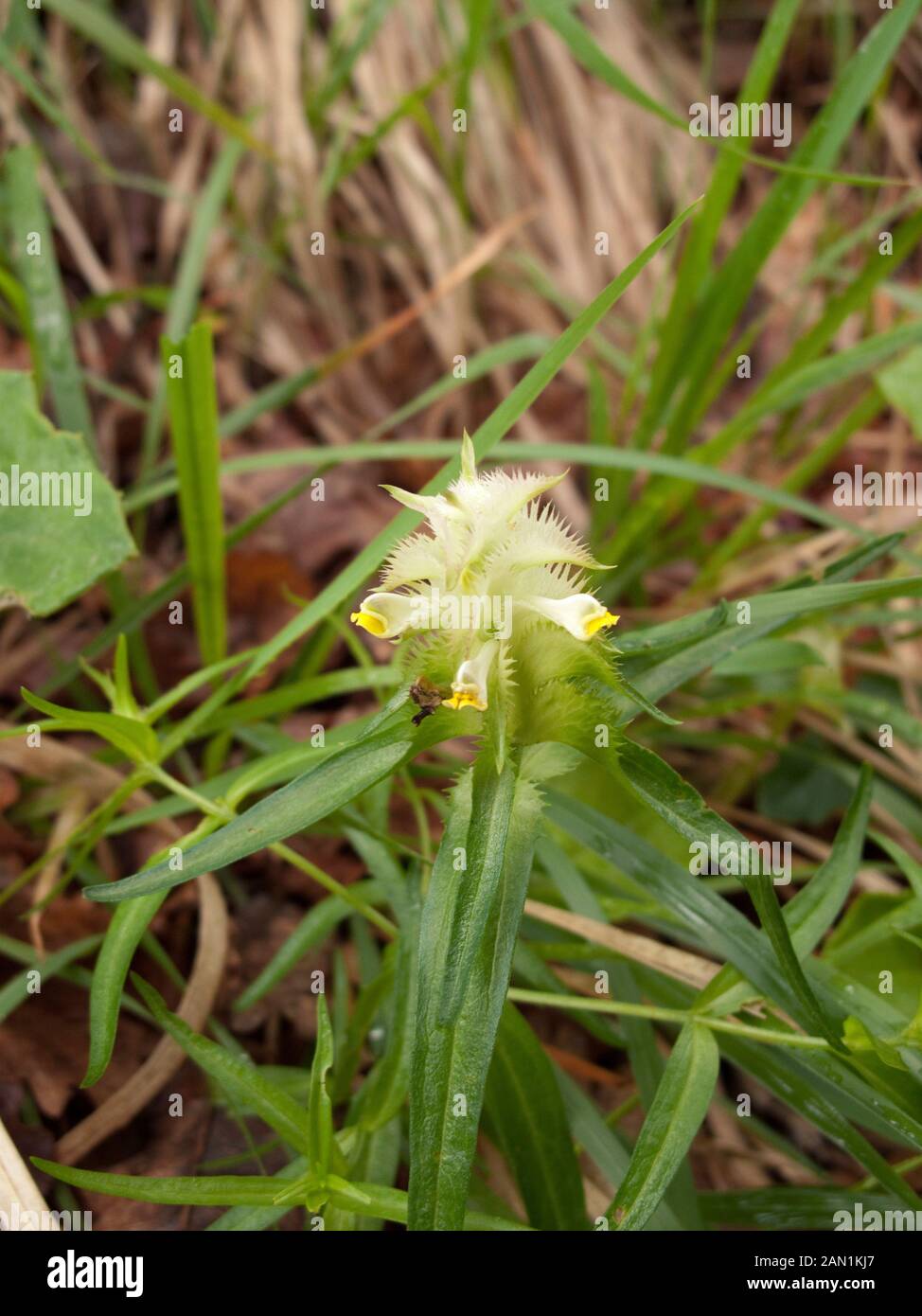Melampyrum cristatum yellow inflorescence Stock Photo