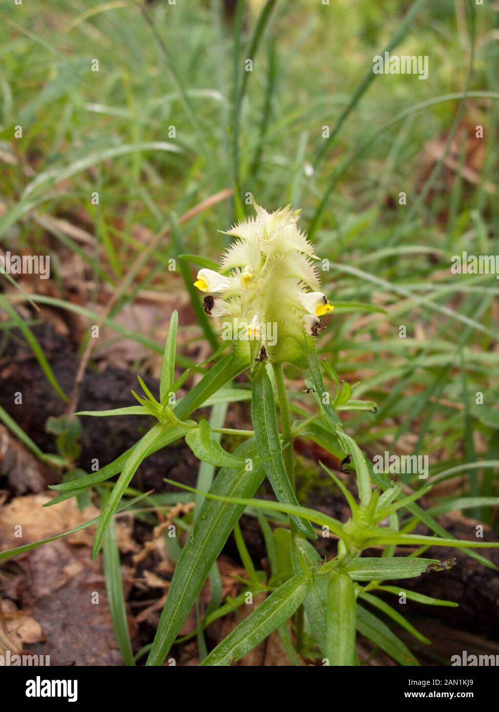Melampyrum cristatum yellow inflorescence Stock Photo