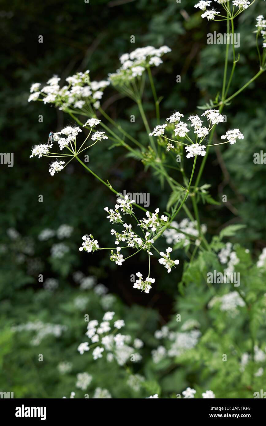 Myrrh plant hi-res stock photography and images - Alamy