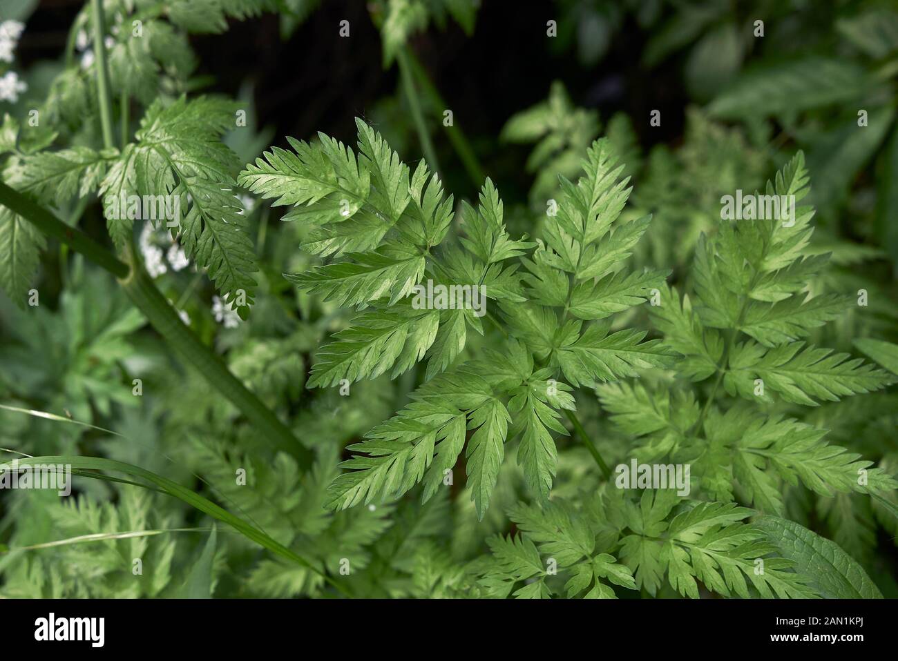 white flowers and fresh leaves of Myrrhis odorata Stock Photo