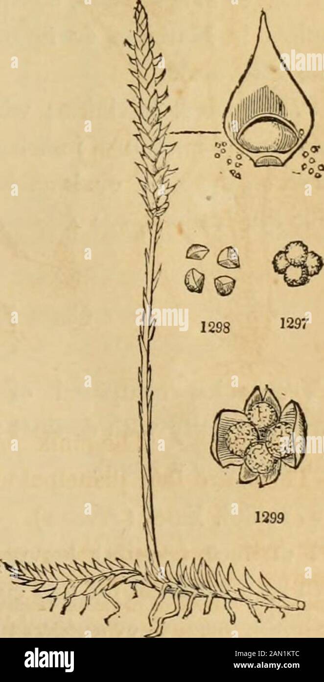 Complete woodcuts of hi-res stock photography and images - Alamy