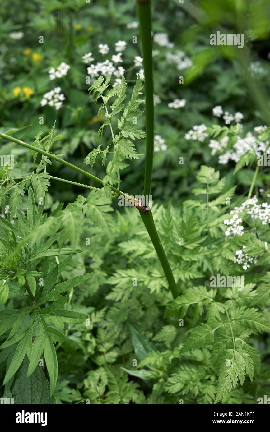 white flowers and fresh leaves of Myrrhis odorata Stock Photo