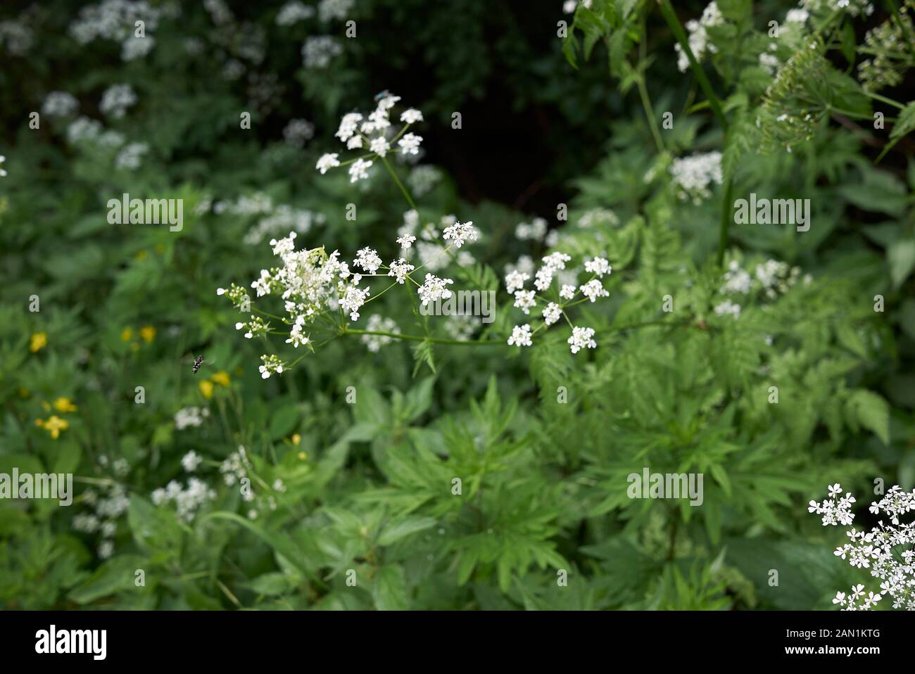 white flowers and fresh leaves of Myrrhis odorata Stock Photo