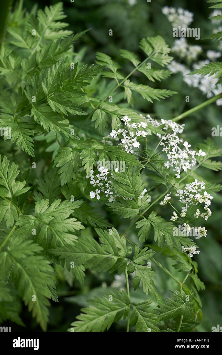 white flowers and fresh leaves of Myrrhis odorata Stock Photo