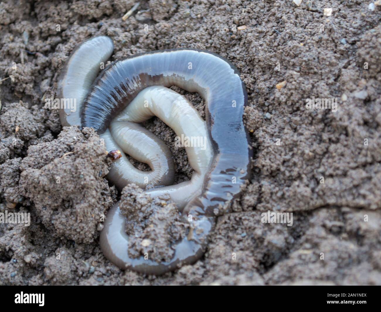 Close up of dead common earthworm in winter in the garden, Lumbricus