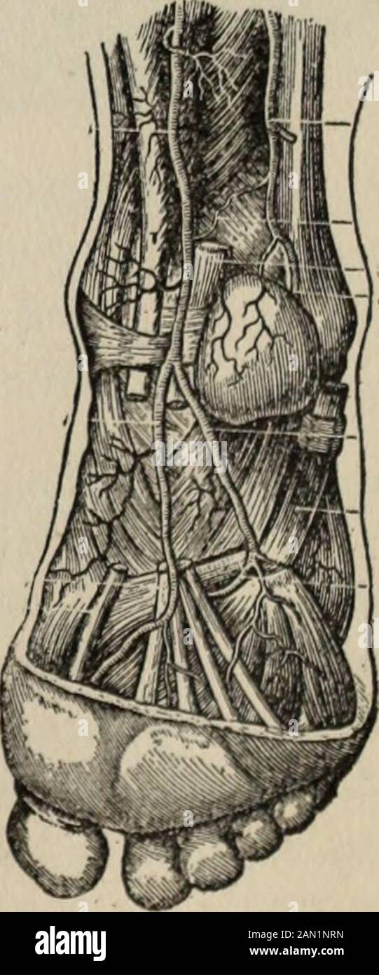 Leg Root Health knowledge : a thorough and concise knowledge of the prevention ...