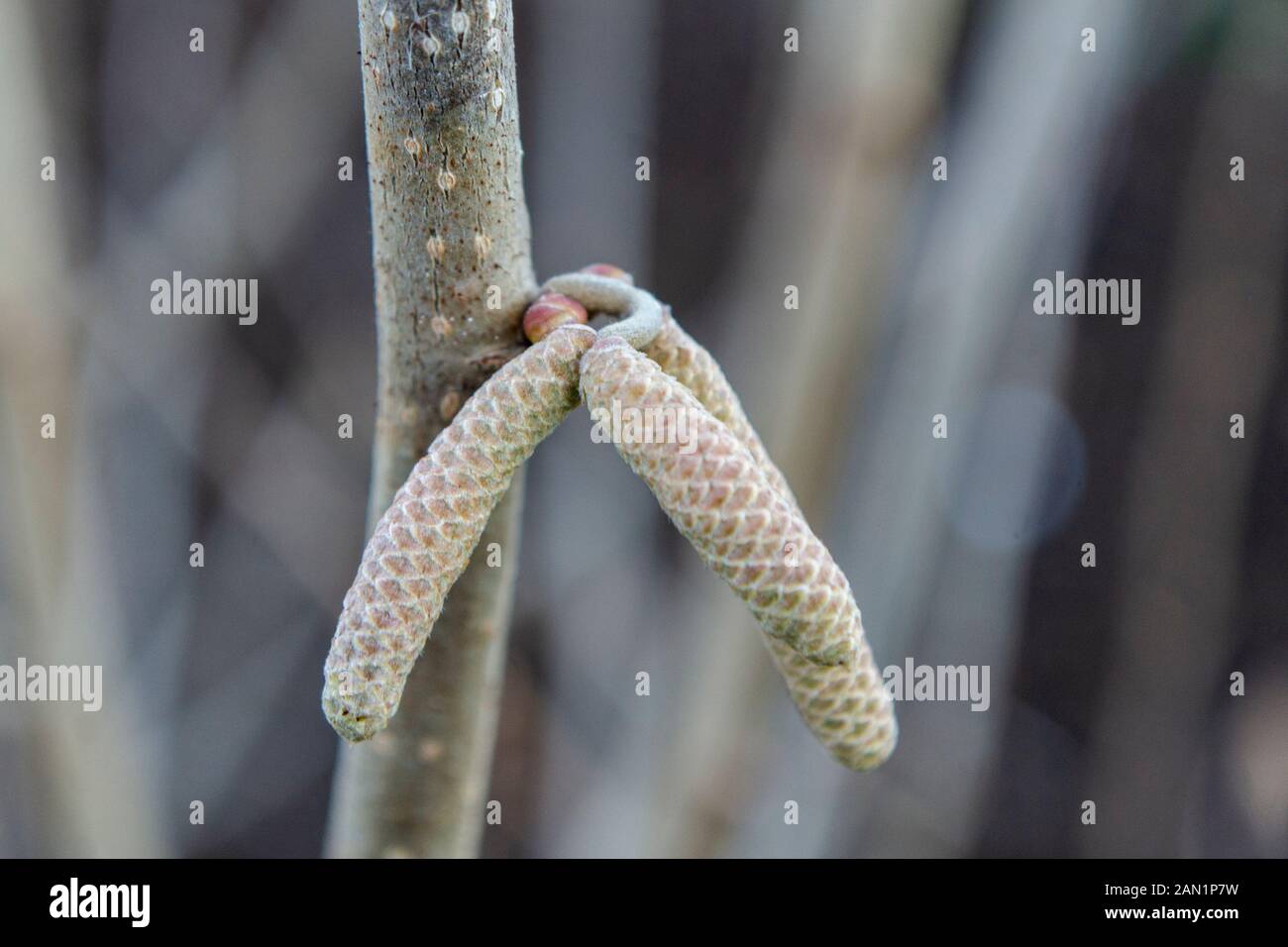 Close up of hazel catkins in winter, Corylus Avellana Stock Photo