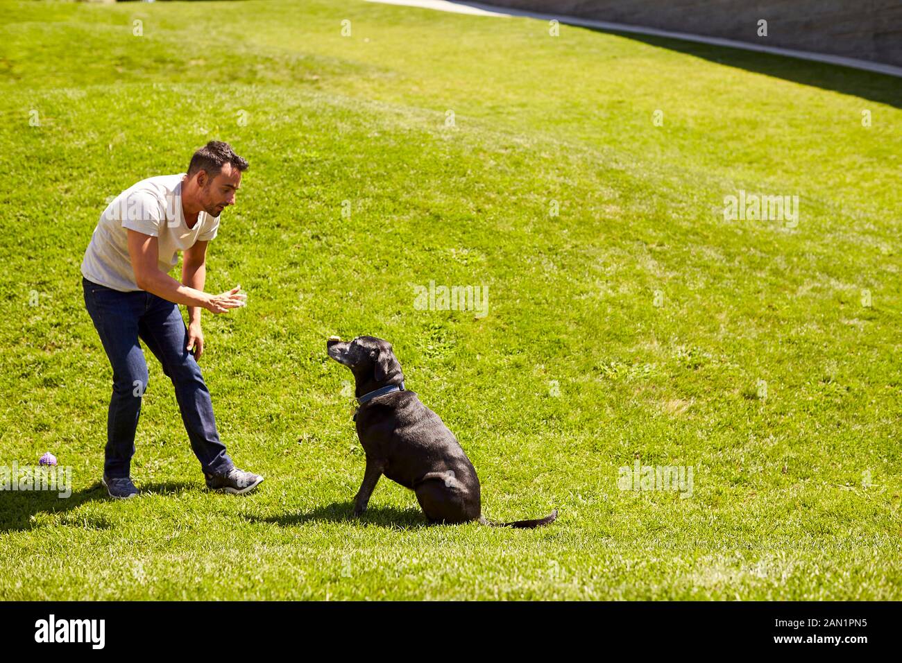 A man training his dog. Stock Photo