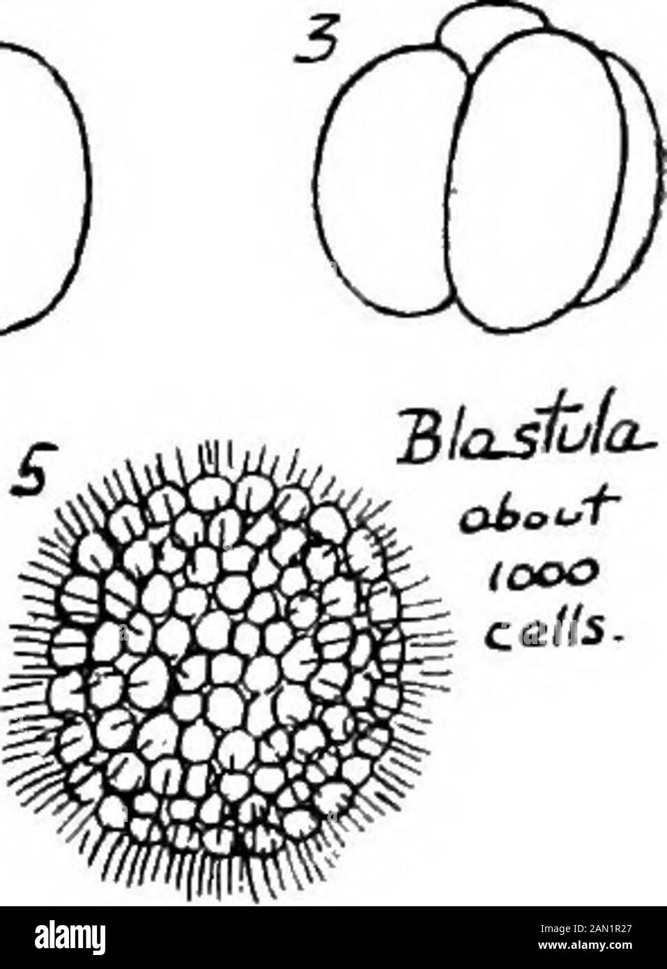 The philosophy of biology . We may state verybriefly the main facts of ^.^^^^.^.^^^the development of a ^c^x ^^ typical animal ovum,such as that of the sea-urchin. The fertilised ovum fig. 12. divides into two (2), and then each of these blastomeres divides agiain in a planeperpendicular to the first division plane (3). The thirddivision plane is at right angles to the first two, and itcuts off a tier of smaller blastomeres from the tops of thefirst four. There are now (4) two tiers of blastomeres,a lower tier of large blastomeres and an upper tierof smaller ones. This is the 8-cell stage. Nex Stock Photo