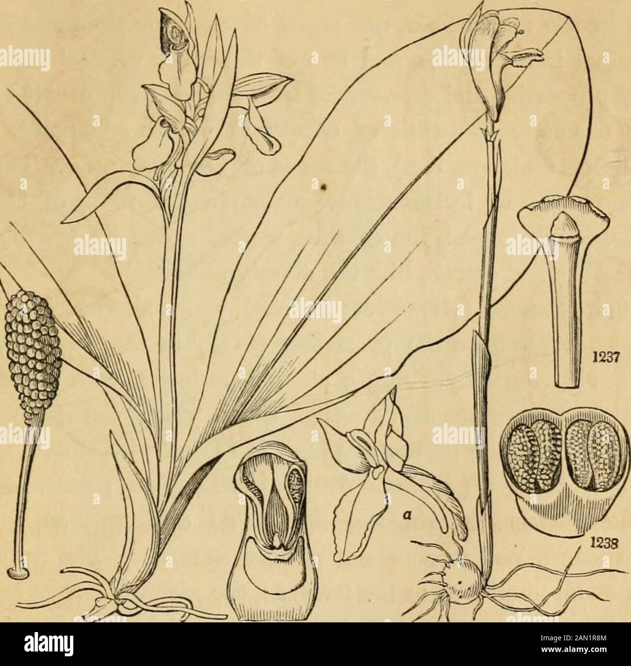 Introduction to structural and systematic botany, and vegetable physiology, : being a 5th and revedof the Botanical text-book, illustrated with over thirteen hundred woodcuts . wers, with a perianth FIG. 1220. Raceme or spike of Triglochin palustre. 1221. Enlarged flower. 1222. A petaland stamen. 1223. The club-shaped capsule. 1224. A magnified seed, exhibiting the rhapheand chalaza. 1225. Embryo of the same. 1226. Vertical section of the same, bringing theplumule to view. 1227. Cross-section (more magnified), showing the cotyledon wrappedaround the plumule. FIG. 1228. Leaf, and 1229, flower, Stock Photo