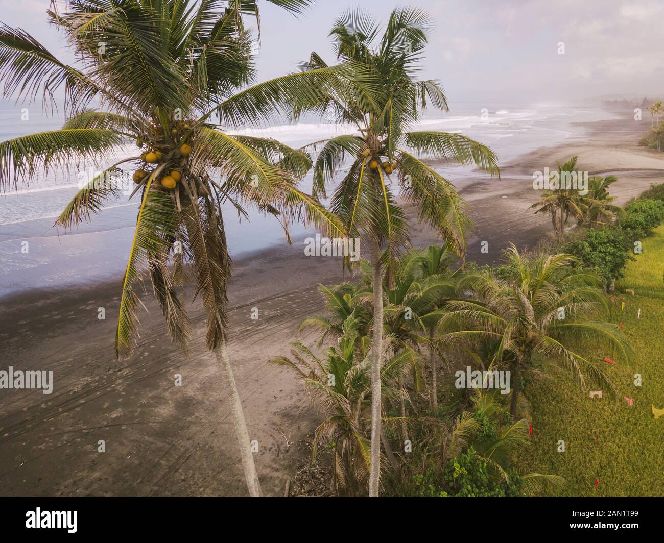 Aerial view of green palms Stock Photo Alamy