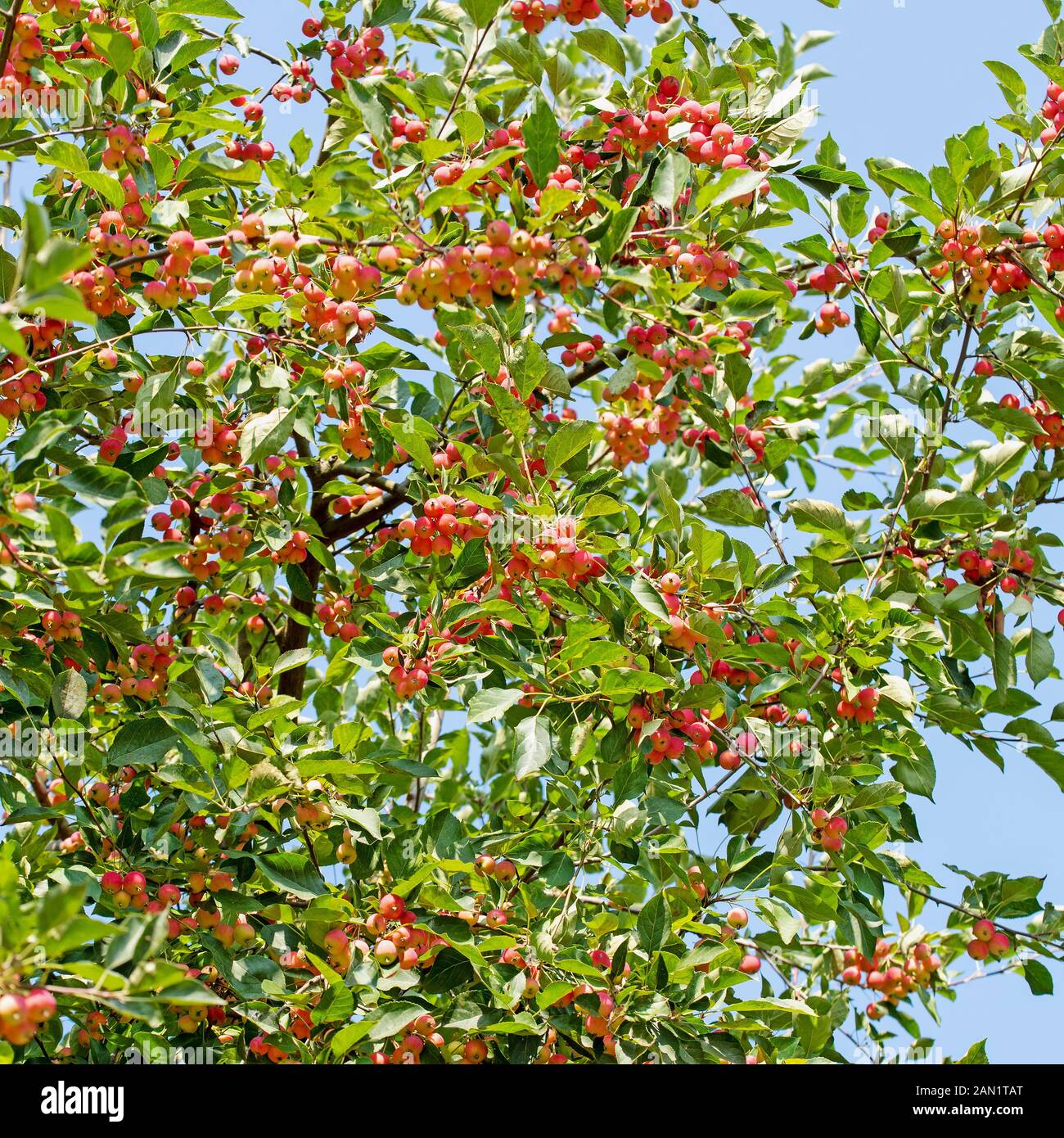 Ornamental apple malus spec hires stock photography and images Alamy