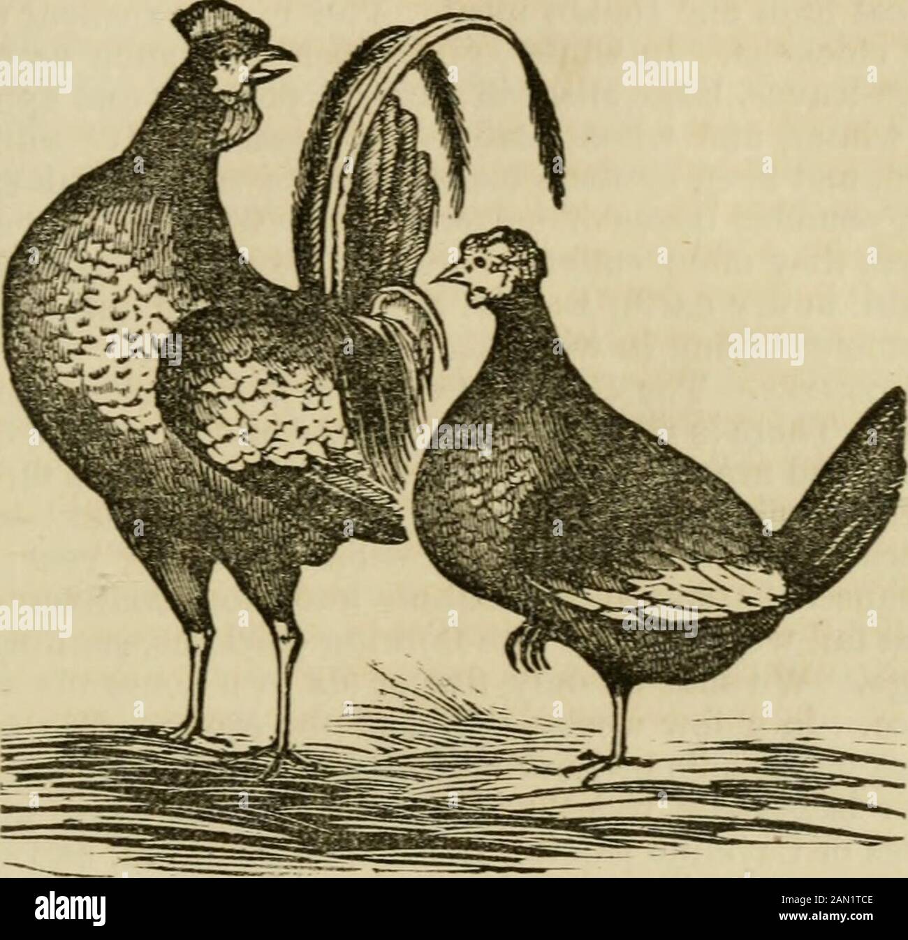 The American veterinarian : or diseases of domestic animals showing the causes, symptoms, and remedies, and rules for restoring and preserving health, by good management, with directions for training and breeding . It may run its course in five or six weeks, orlinger two or three months. Remedies. Bleed, physic, and give injections. Awriter in the Southern Cultivator, says : &lt;Give a doga table spoonful of salt, and if he does not vomit intwenty minutes, repeat it till he does. In half an hour,burn under his nose tar, feathers and a little sulphur, toinduce running at that organ. Repeat this Stock Photo