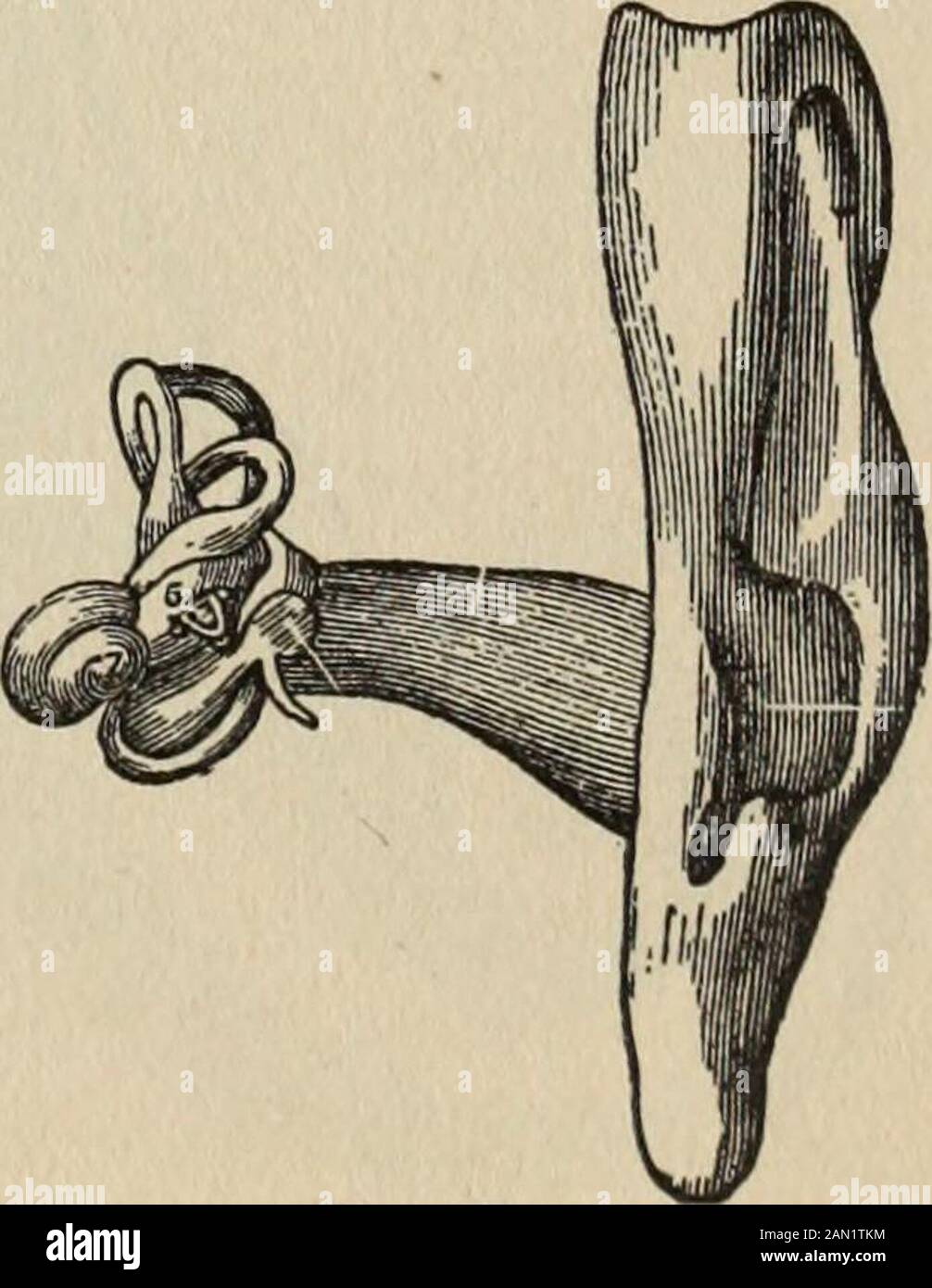 Health knowledge : a thorough and concise knowledge of the prevention, causes, and treatments of disease, simplified for home use . rd and outward turn. The eyelidsprotect the eye in front, and are composed of skin with somefibers of the muscle, the sphincter of the orbit plates of fibro-cartilage, termed the tarsal plates, glands which lubricate theedges of the lids, large modified sweat-glands (which, when in-flamed, cause the well known *sty), and a layer of mucousmembrane which covers the back of the eyelids and also the frontof the eyeball, termed the conjunctiva. The lachrymal gland secr Stock Photo