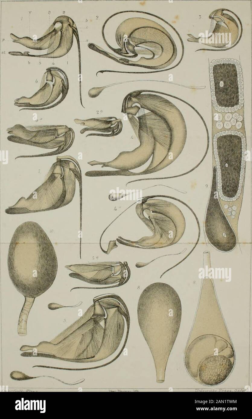 Alternating generations; a biological study of oak galls and gall flies . Pla-te ni. OaM-Jcli. Jlic. Tr.v/=*.-, hth. The Method of Ovipositing, 115 quite evident that the anterior plate remains always afixed point, while on the contrary the posterior plateis drawn alternately up and down. By these simplemovements of the posterior plate, the insertion andwithdrawal of the spiculae are carried on ; the thrustingout of the spiculae is the harder operation, and iseffected by two powerful muscles; while their with-drawal is easier, and requires only one muscle. Theanterior plate remains passive dur Stock Photo