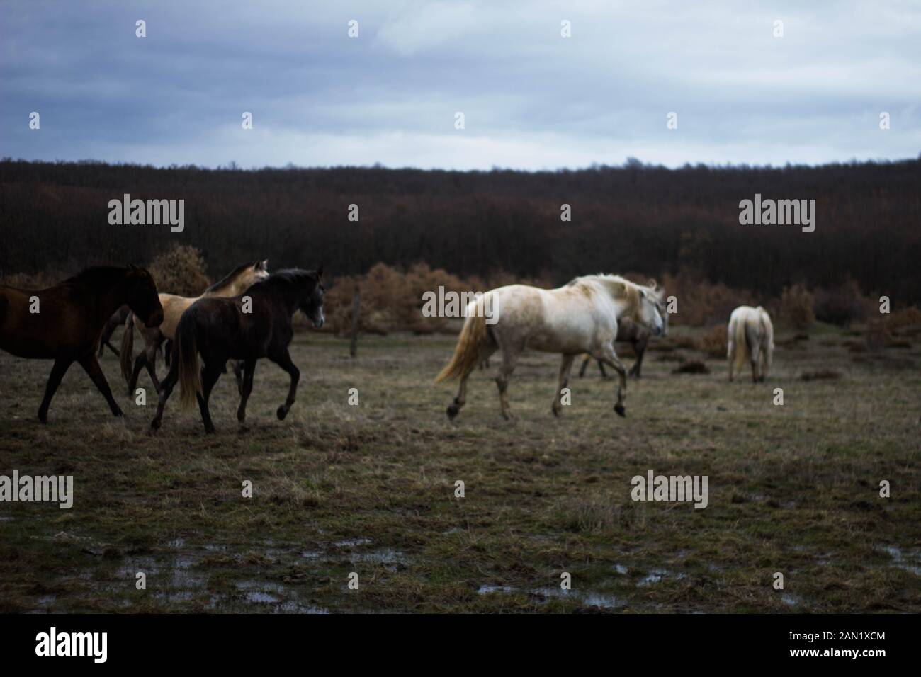 group of wild horses galloping through the bush Stock Photo