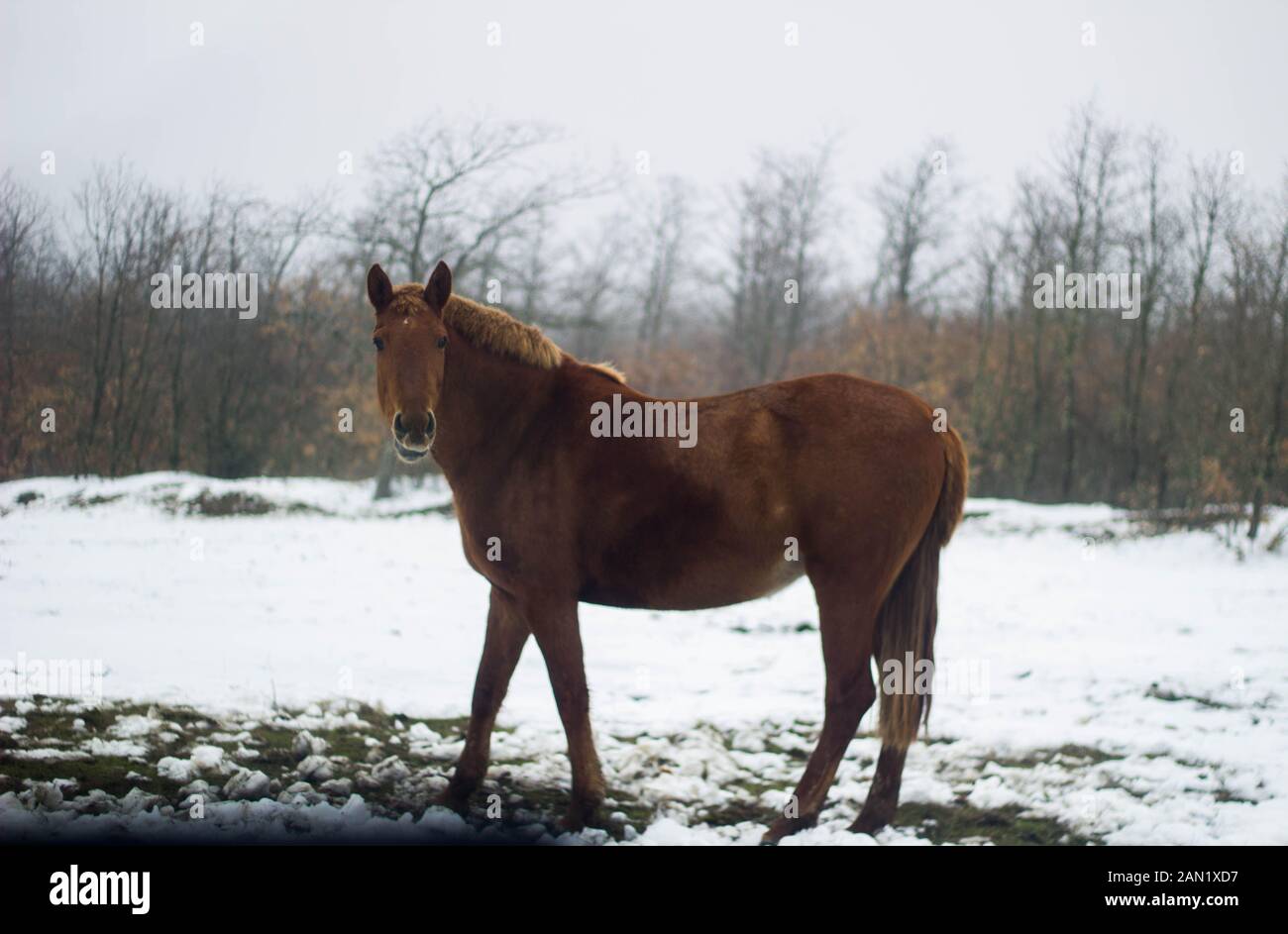 brown horse in profile in the snow looking at camera Stock Photo