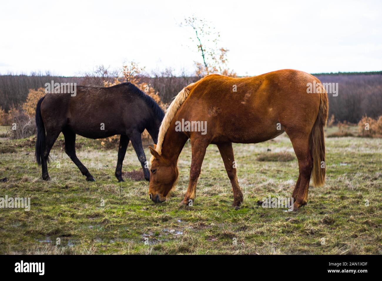 two horses eating grass, brown and black Stock Photo