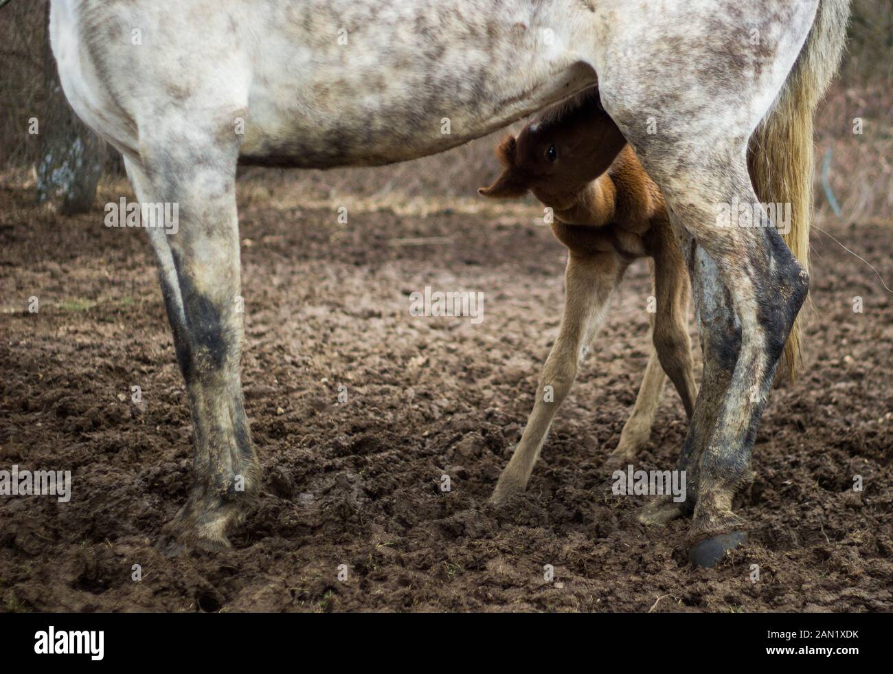 Mother and baby horse hi-res stock photography and images - Alamy