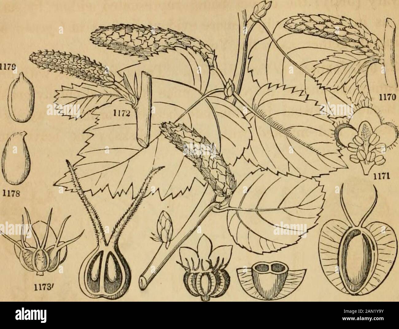 Introduction to structural and systematic botany, and vegetable physiology, : being a 5th and revedof the Botanical text-book, illustrated with over thirteen hundred woodcuts . ommonly achlamydeous, placed three together in the axil of eachthree-lobed bract. Stamens definite. Ovary two-celled, each cellwith one suspended ovule: styles or stigmas distinct. Fruit mem-branaceous or samara-like, one-celled and one-seeded, forming withthe three-lobed bracts a kind of strobile. Albumen none. — Ex.Betula (the Birch), Alnus (Alder). The bark is sometimes astrin- FIG. 1164. Quercus Chinquapin in fruit: Stock Photo