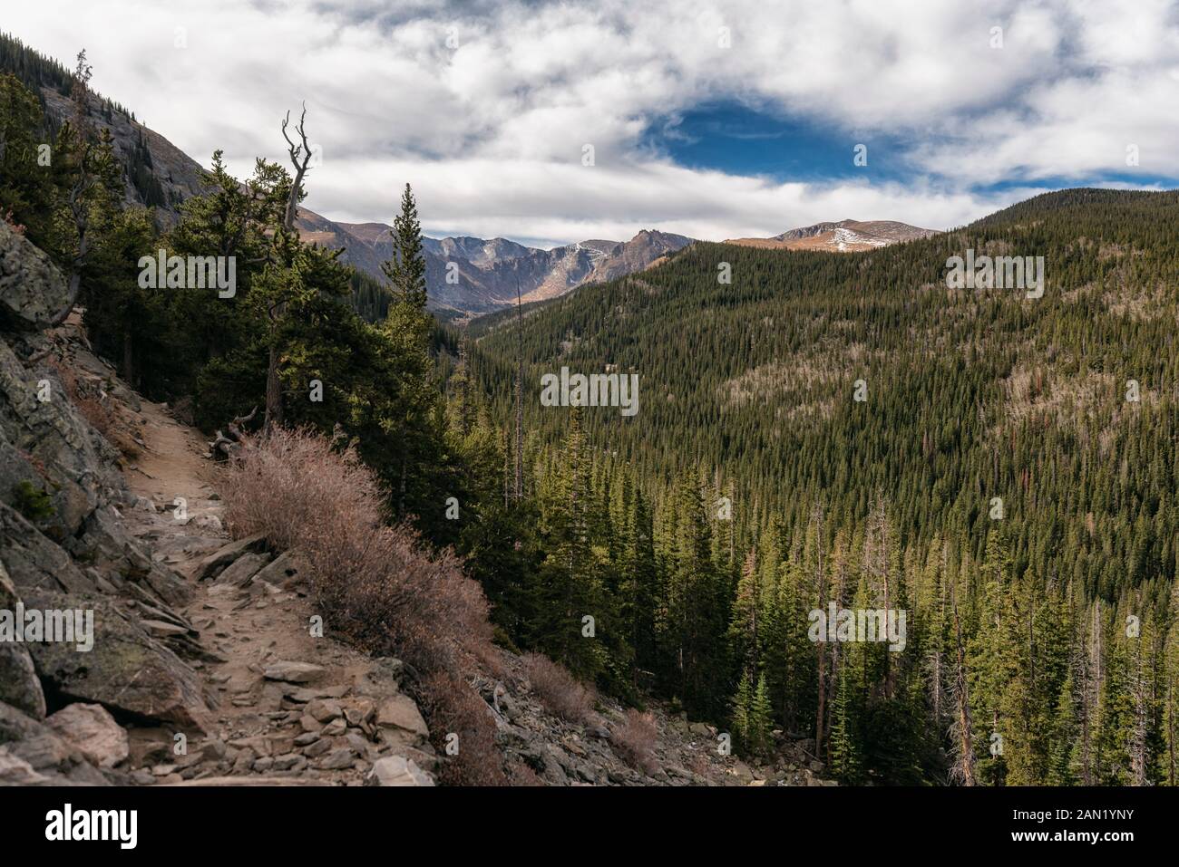 Forest View in the Rocky Mountains, Colorado Stock Photo