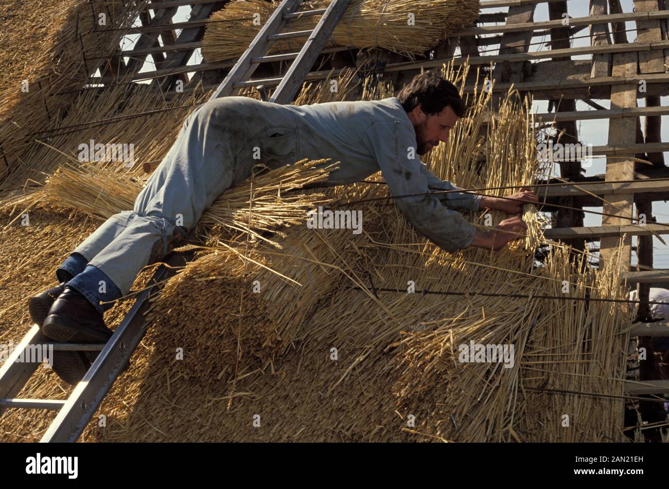 Balancing across the width of the roof’s surface, a traditional thatcher lays water reed on to the roof of a Suffolk cottage in afternoon sun, on 16th August 1993, in Suffolk, England. He uses a Shearing Hook to lay the straw into the outer weathering coat of the roof’s slope. Using techniques developed over thousands of years, good thatch will not require frequent maintenance. In England a ridge will normally last 10–15 years. Thatching is the craft of building a roof with dry vegetation such as straw, water reed, sedge (Cladium mariscus), rushes and heather, layering the vegetation so as to Stock Photo