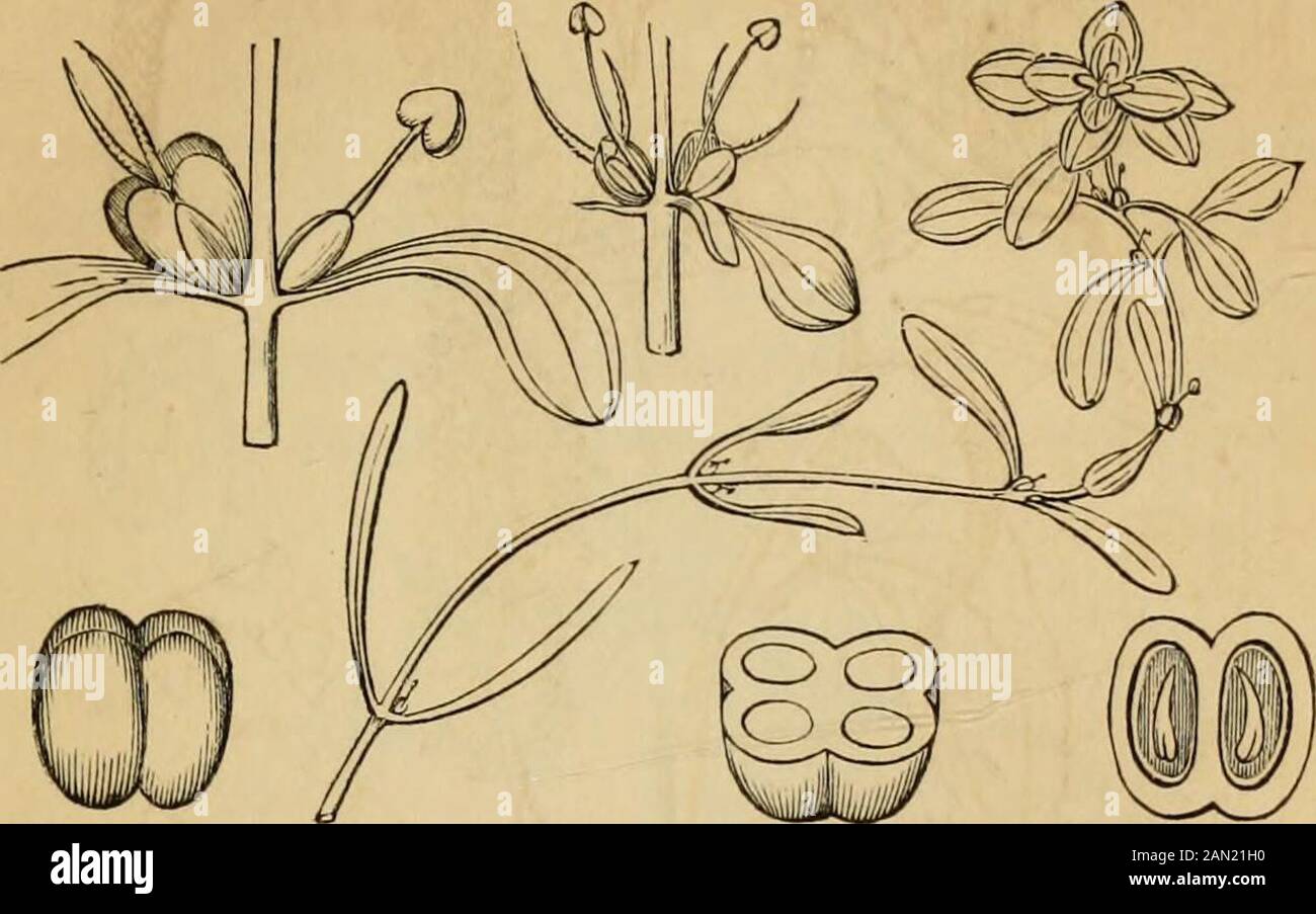 Introduction to structural and systematic botany, and vegetable physiology, : being a 5th and revedof the Botanical text-book, illustrated with over thirteen hundred woodcuts . ort Family), formed of thegenus Callitriche; aquatic annuals, with opposite entire leaves; theaxillary flowers (either perfect or monoecious) with a two-leaved FIG. 1127. Saururus cernuus. 1128. A separate flower, with its tract and a part of theaxis magnified. 1129. A more magnified anther, discharging its pollen from one cell. 1130.Cross-section of the ovary. 1131. Vertical section of one of the carpels in fruit, and Stock Photo