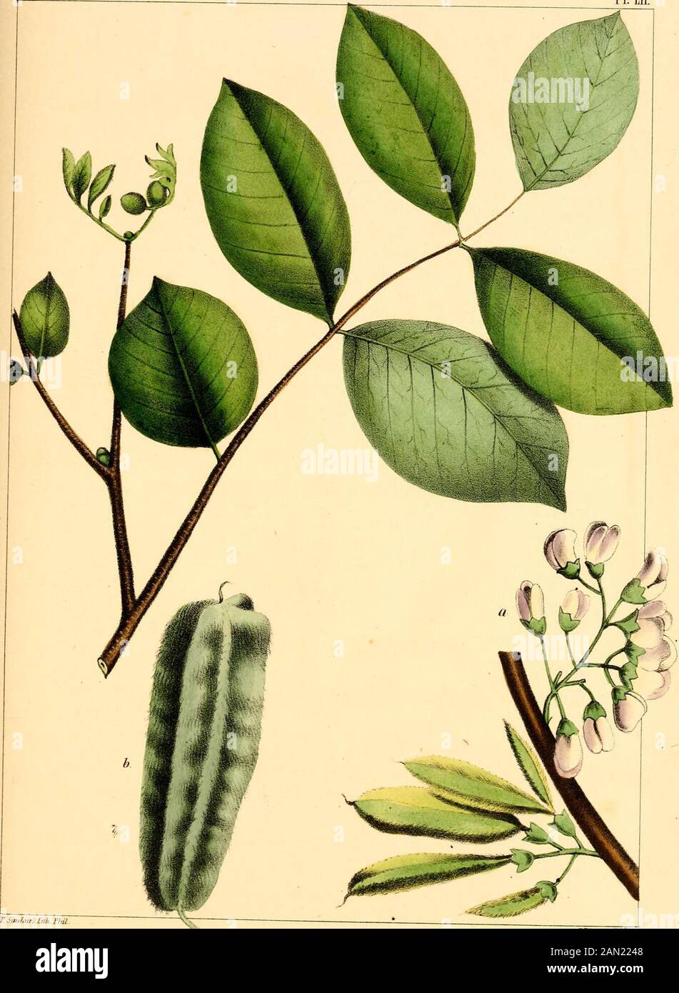 The North American sylva; or, A description of the forest trees of the United States, Canada and Nova ScotiaConsidered particularly with respect to their use in the arts and their introduction into commerceTo which is added a description of the most useful of the European forest trees .. . separated by interruptions inthe pod. The seeds oval and compressed, with a lateral hylum;embryo curved; cotyledons thick and elliptic; the radicle in-flected.—West India trees, with deciduous, unequally-pinnatedleaves, produced after the development of the flowers. JAMAICA DOGWOOD. PisciDiA Erythrina. FoUoU Stock Photo