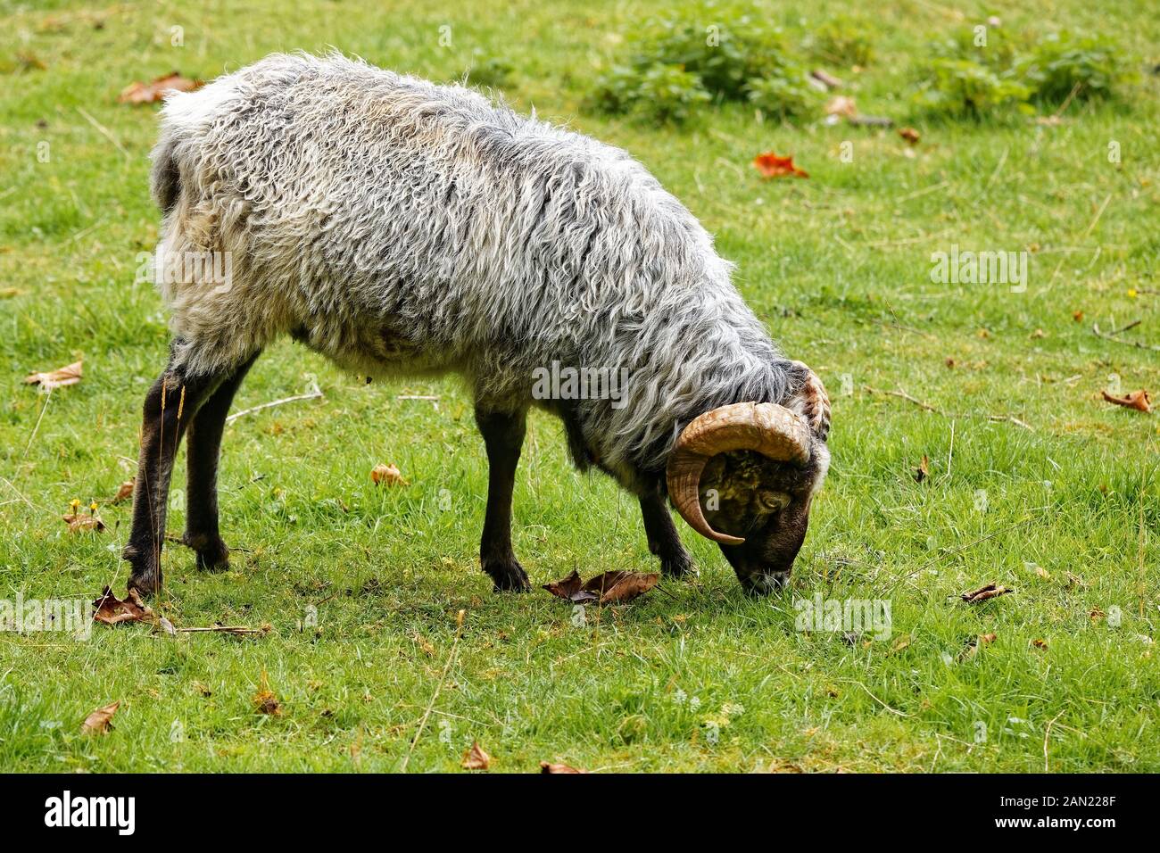 Sheep stands on a hill on the expanse in the grass Stock Photo