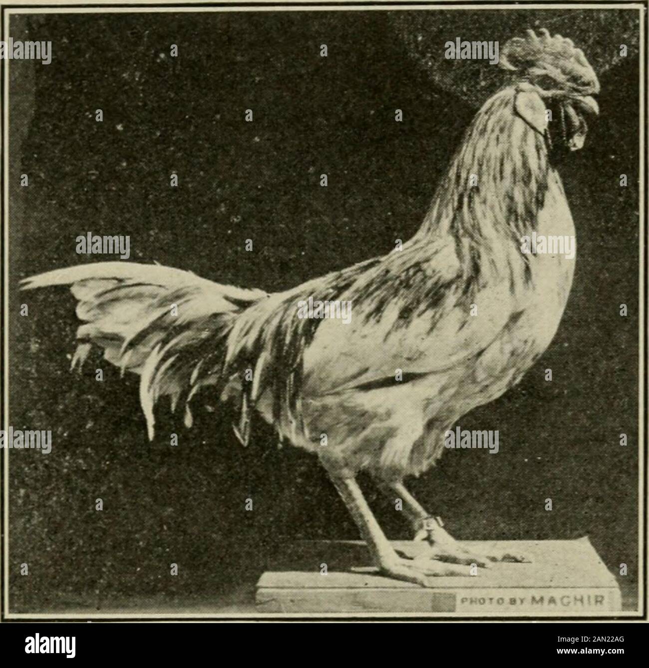 The mating and breeding of poultry . Fig. 65- -Black Andalusian Female. (From the Kan-sas State Experiment Station.) THE MEDITERRANEAN CLASS 185 body. These should show as clear a blue in plumage aspossible, with as good lacing as can be obtained. Avoidhens showing a smut or frost of dark color throughout thebody and wing. Another breeder describes his method of mating asfollows: Use astandard matingfor color. Thatis, do not selectextremes, suchas the use of avery dark malewith light fe-males, or viceversa. The useof these ex-tremes in mat-ing is apt tocause a mottlingof darker color,the femal Stock Photo