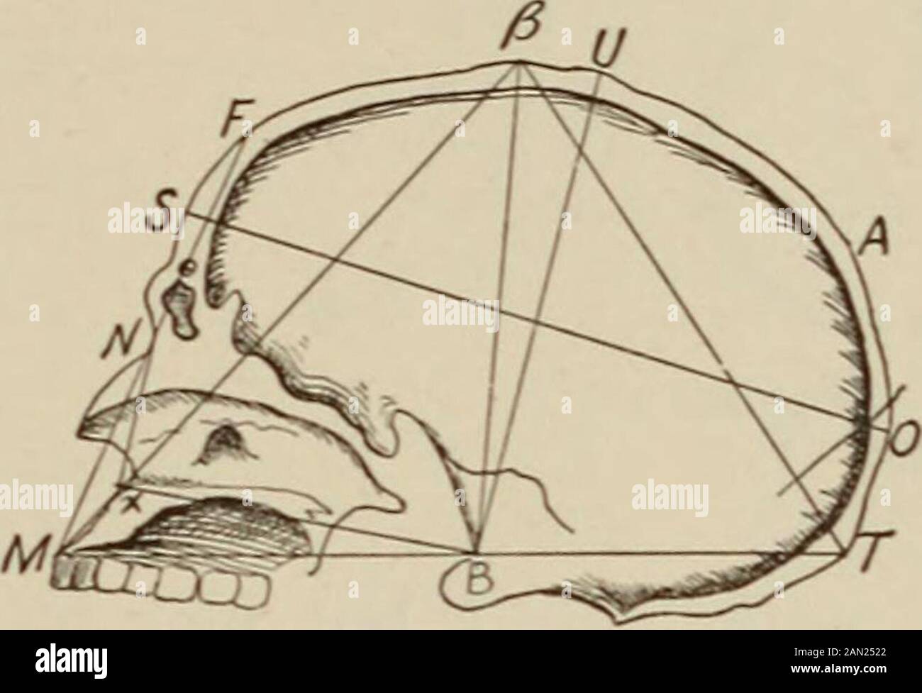 Nervous and mental diseases . BlNAUR/C(/JAR-D/AM. f&lt;^/Fig. 276.. Fig. 277. ment of the distance between the basion and vertex of the skull (5to /5, or TJ A line from the external occipital protuberance to thelowest median point of the superior maxilla, just above the incisors {Tto J/), passes almost directly tlirougli the hasion. Hence, in ceplial-ometry, by taking this diameter and the radii from each extremity tothe bregma, we have a triangle (J/, /5, T) whose height (B^ /5) is easilyascertained. The height averages 13.3 cm. in men, 12.3 in women,and the physiological variation is from Stock Photo