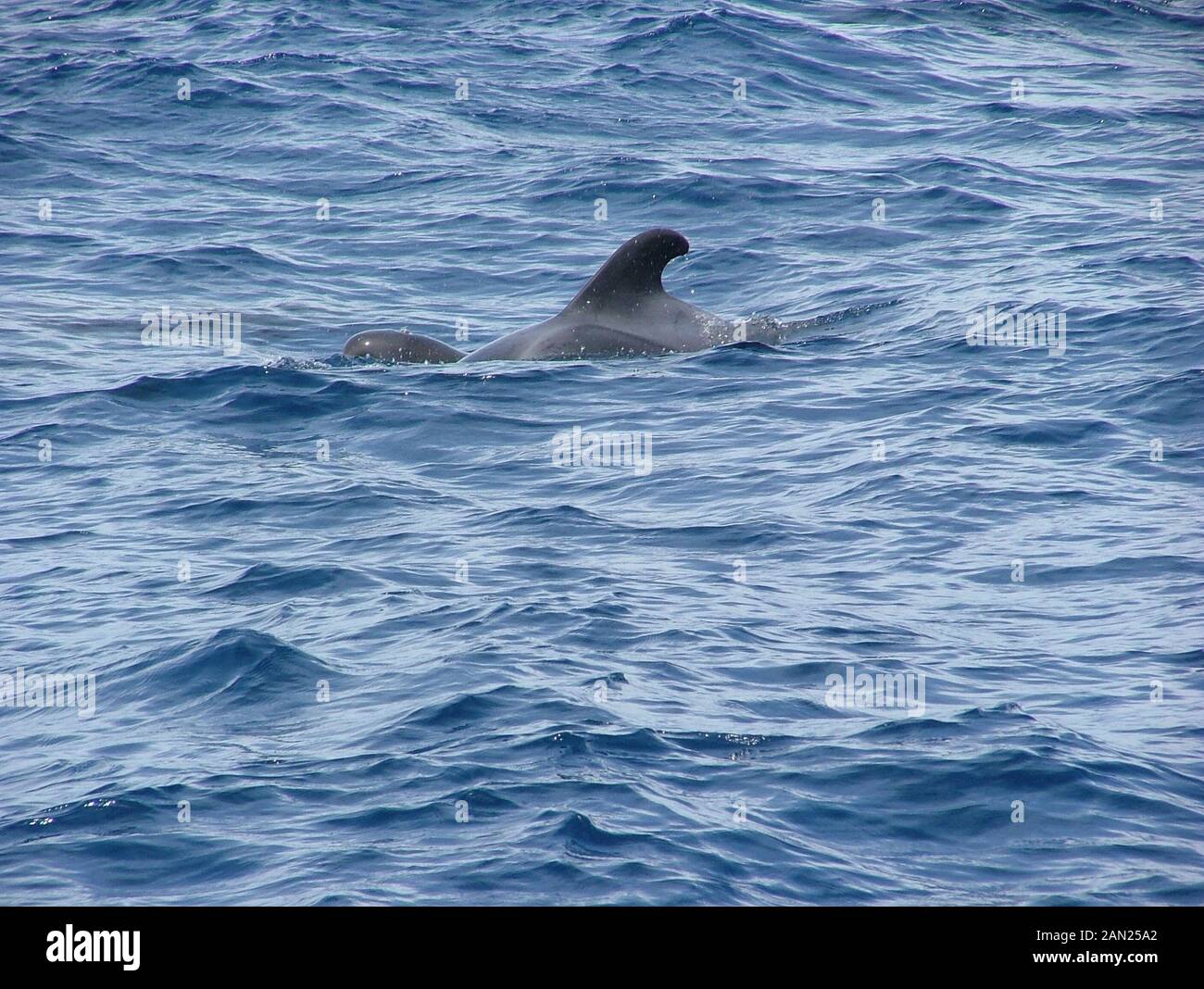 pod of dolphins Stock Photo - Alamy